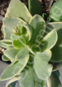 Sedum 'Diamond Edge'